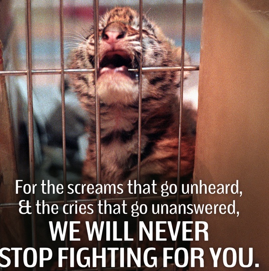 For-the-Screams-that-Go-Unheard-and-Cries-that-Go-Unanswered-Baby-cub-biting-on-cage_1024.jpg