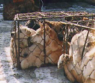 China Fur Trade (Dogs) 02
