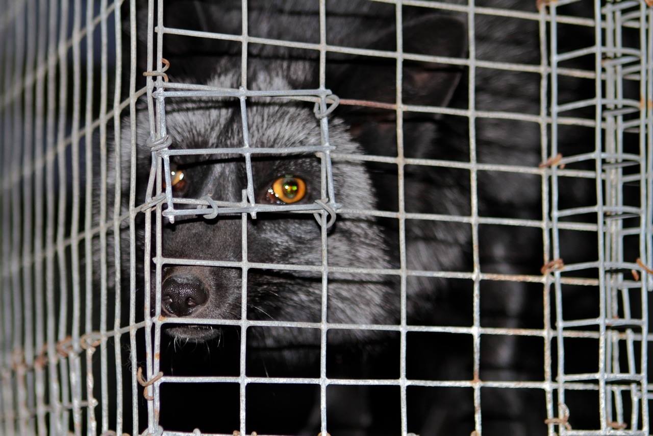 US Fur Farm caged animals