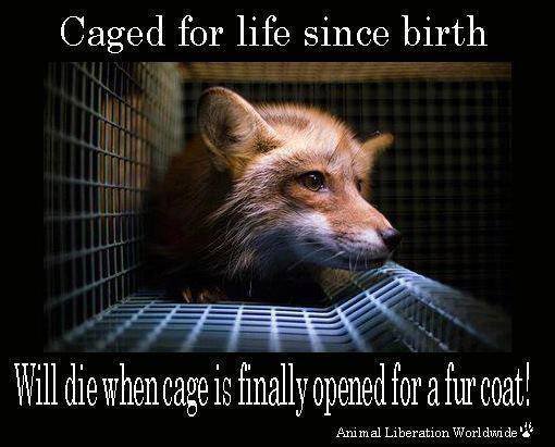 Caged for Life Since Birth poster