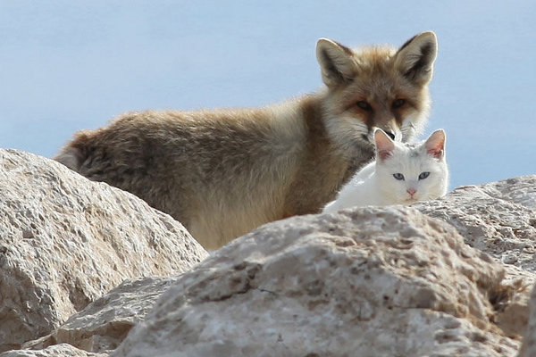 Cat-and-fox-are-best-friends-in-Van-Lake-Turkey-2