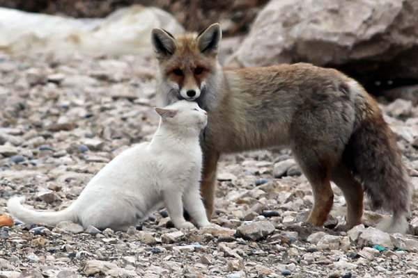 Cat-and-fox-are-best-friends-in-Van-Lake-Turkey-9