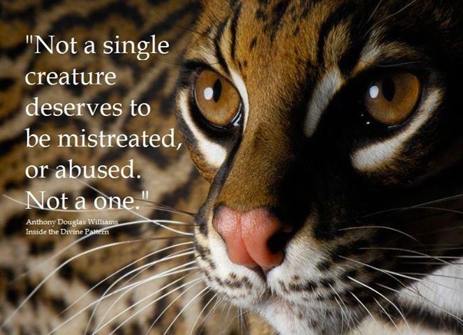 Quote (Ocelot) Not a single creature deserves to be abused..